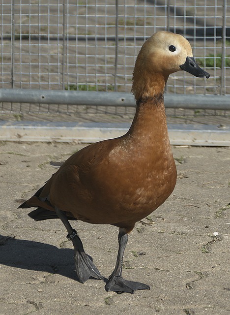 异常复杂